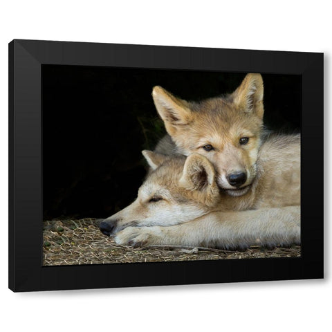 Wolf Pup Brothers Black Modern Wood Framed Art Print with Double Matting by Galloimages Online