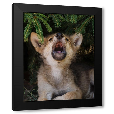 Wolf Pup Howls Black Modern Wood Framed Art Print with Double Matting by Galloimages Online