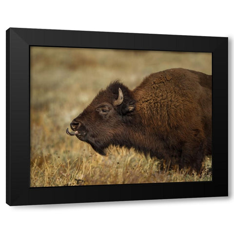 Yellowstone Bison Tongue Out Black Modern Wood Framed Art Print with Double Matting by Galloimages Online