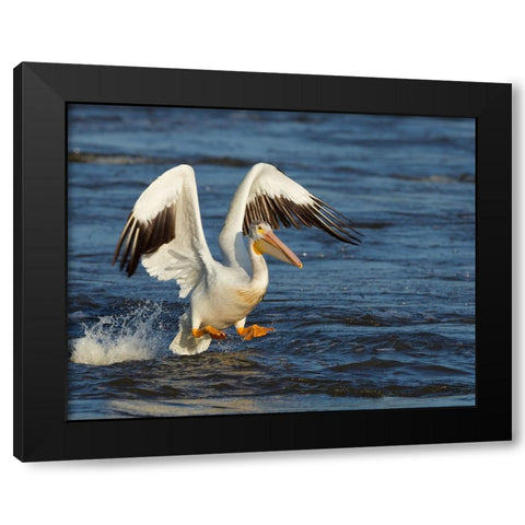 Pelican GIO Black Modern Wood Framed Art Print with Double Matting by Galloimages Online