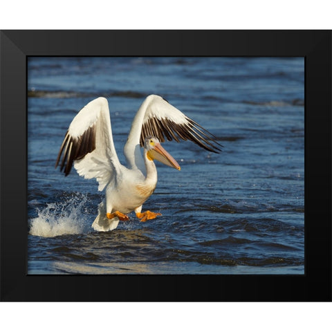 Pelican GIO Black Modern Wood Framed Art Print by Galloimages Online