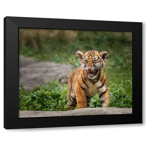 Acting Tough Black Modern Wood Framed Art Print with Double Matting by Galloimages Online