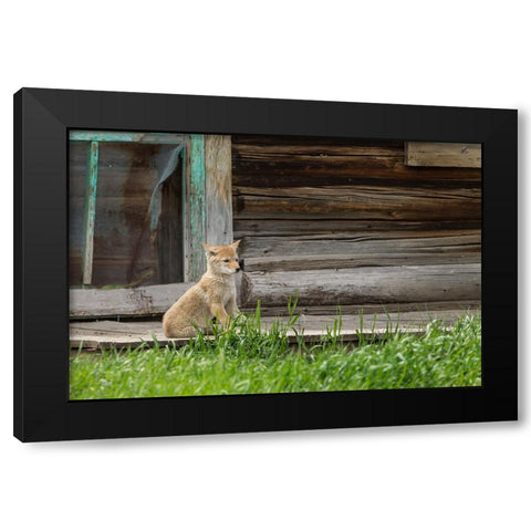 Coyote By Log Cabin Door Black Modern Wood Framed Art Print by Galloimages Online