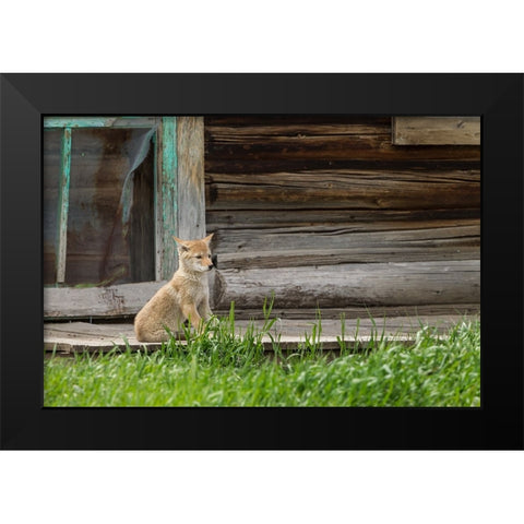 Coyote By Log Cabin Door Black Modern Wood Framed Art Print by Galloimages Online