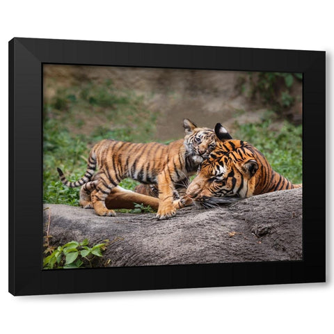 Malayan Tiger Cub: Priceless Black Modern Wood Framed Art Print by Galloimages Online