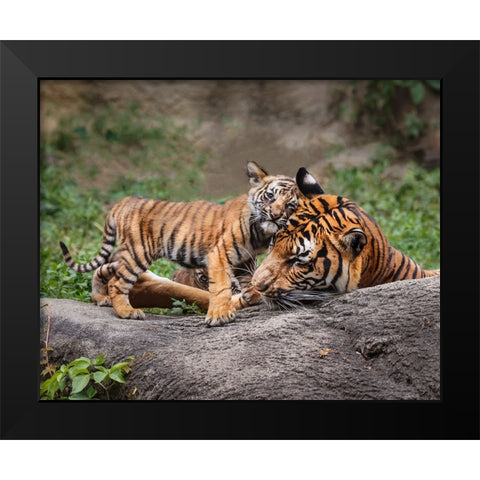 Malayan Tiger Cub: Priceless Black Modern Wood Framed Art Print by Galloimages Online