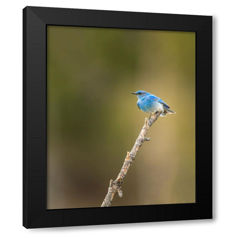 Mountain Blue Bird Black Modern Wood Framed Art Print by Galloimages Online