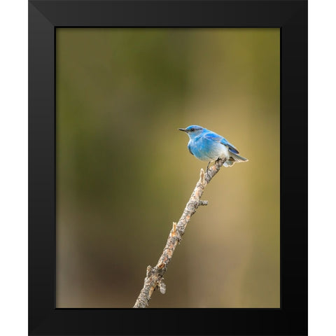 Mountain Blue Bird Black Modern Wood Framed Art Print by Galloimages Online
