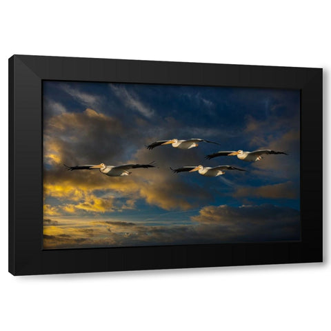 Pelican Foursome Black Modern Wood Framed Art Print by Galloimages Online