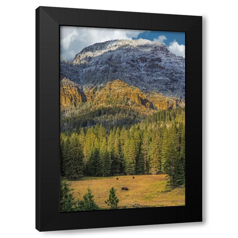 Bison Grazing In The Yellowstone Grand Landscape Black Modern Wood Framed Art Print by Galloimages Online