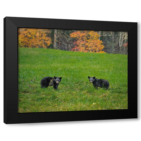 Black Bear Cubs Black Modern Wood Framed Art Print by Galloimages Online