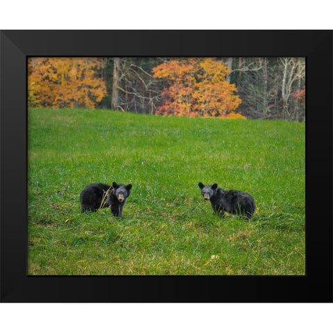 Black Bear Cubs Black Modern Wood Framed Art Print by Galloimages Online