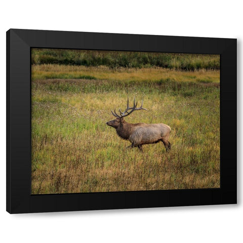 Bull Elk Yellowstone Black Modern Wood Framed Art Print with Double Matting by Galloimages Online