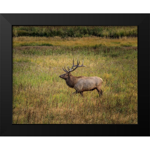 Bull Elk Yellowstone Black Modern Wood Framed Art Print by Galloimages Online