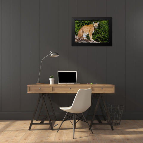 Cougar Black Modern Wood Framed Art Print by Galloimages Online