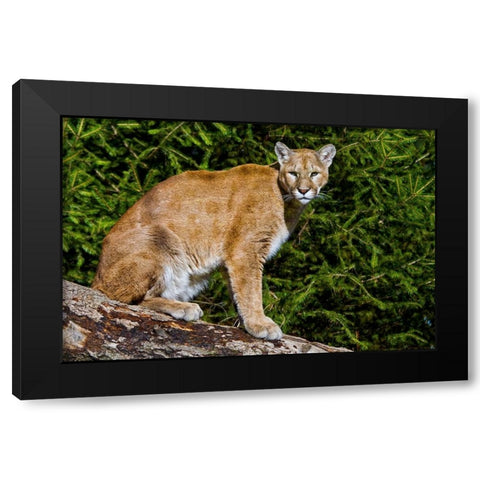 Cougar Black Modern Wood Framed Art Print by Galloimages Online