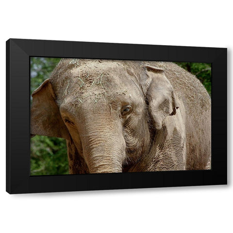 Elephant Black Modern Wood Framed Art Print with Double Matting by Galloimages Online