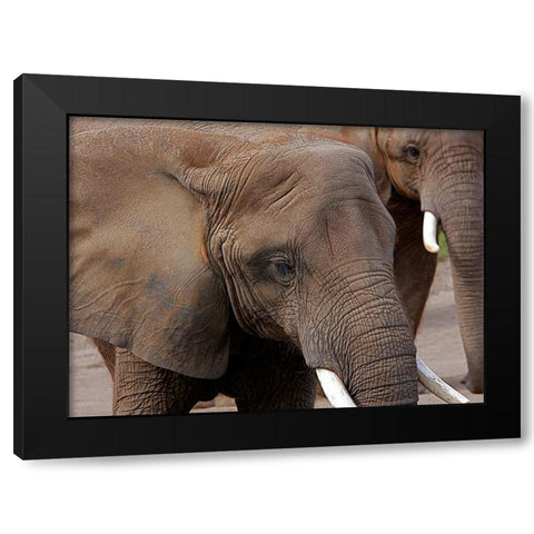 Elephants 2 Black Modern Wood Framed Art Print with Double Matting by Galloimages Online