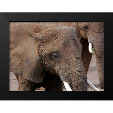 Elephants 2 Black Modern Wood Framed Art Print by Galloimages Online