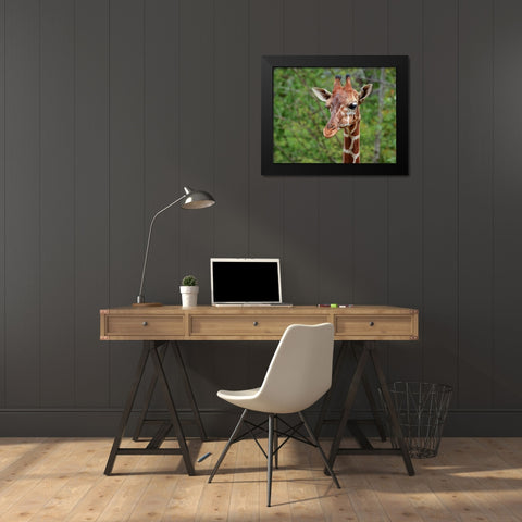 Giraffe Black Modern Wood Framed Art Print by Galloimages Online