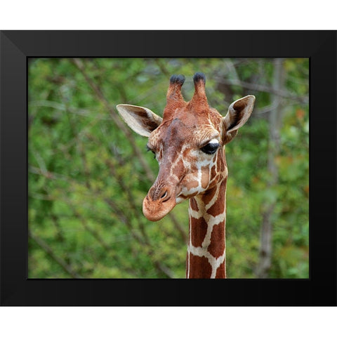 Giraffe Black Modern Wood Framed Art Print by Galloimages Online
