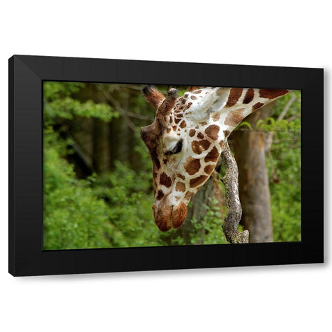 Giraffe 2 Black Modern Wood Framed Art Print with Double Matting by Galloimages Online