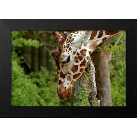Giraffe 2 Black Modern Wood Framed Art Print by Galloimages Online
