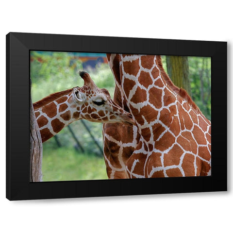 Giraffe And Calf Black Modern Wood Framed Art Print by Galloimages Online