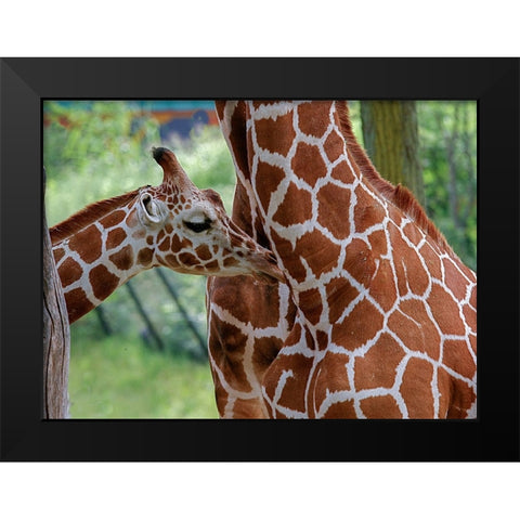 Giraffe And Calf Black Modern Wood Framed Art Print by Galloimages Online