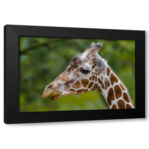 Giraffe Portrait Black Modern Wood Framed Art Print with Double Matting by Galloimages Online