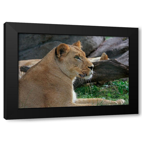 Lioness Black Modern Wood Framed Art Print with Double Matting by Galloimages Online
