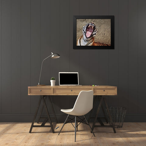 Malayan Tigress Yawn Black Modern Wood Framed Art Print by Galloimages Online
