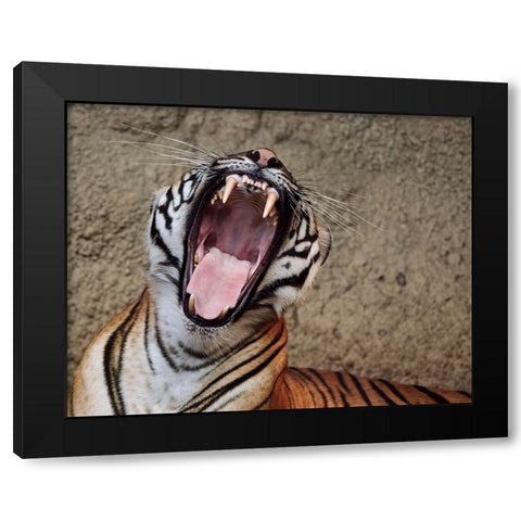 Malayan Tigress Yawn Black Modern Wood Framed Art Print by Galloimages Online