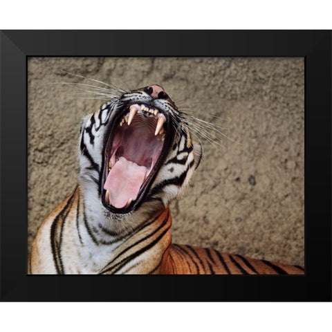Malayan Tigress Yawn Black Modern Wood Framed Art Print by Galloimages Online