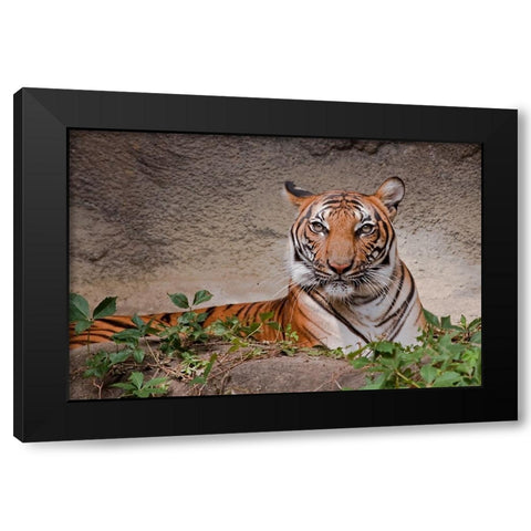 Malayan Tigress Black Modern Wood Framed Art Print by Galloimages Online