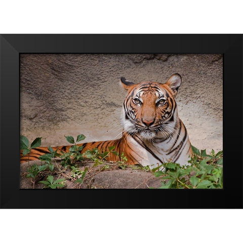 Malayan Tigress Black Modern Wood Framed Art Print by Galloimages Online