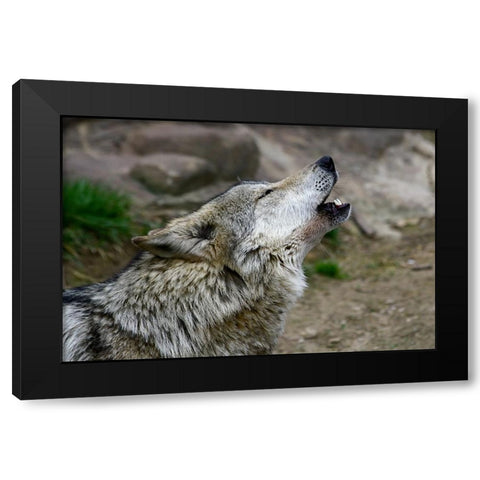 Mexican Wolf Black Modern Wood Framed Art Print by Galloimages Online