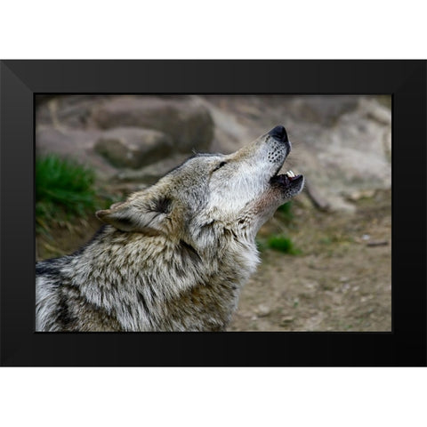 Mexican Wolf Black Modern Wood Framed Art Print by Galloimages Online