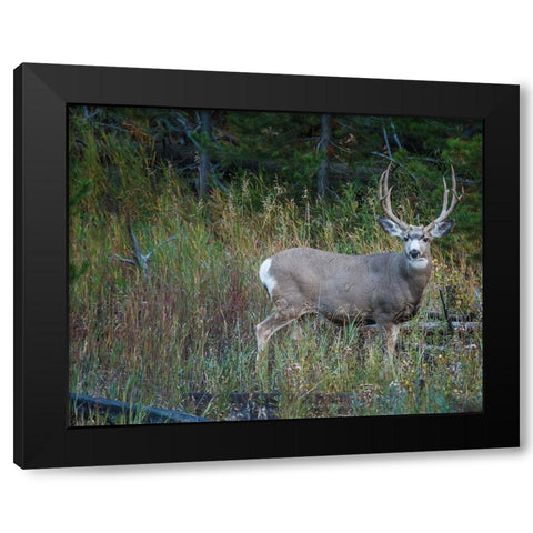 Mule Deer Buck Black Modern Wood Framed Art Print by Galloimages Online