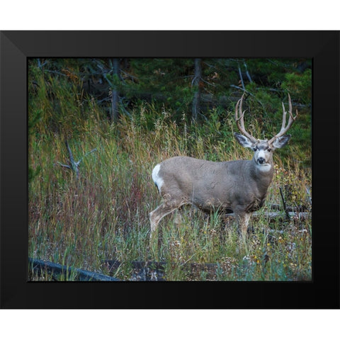Mule Deer Buck Black Modern Wood Framed Art Print by Galloimages Online