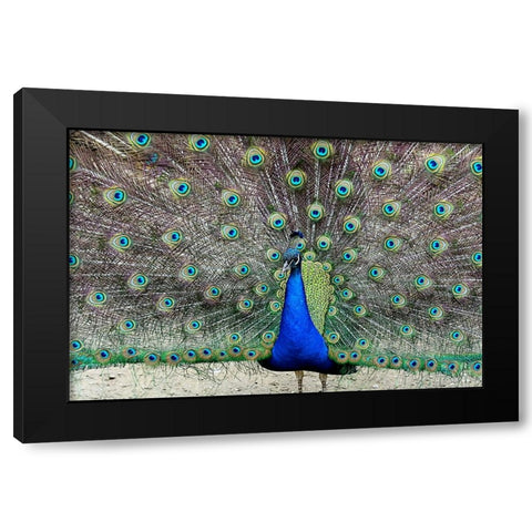 Peacock 1 Black Modern Wood Framed Art Print with Double Matting by Galloimages Online