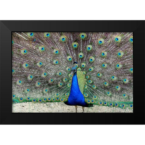 Peacock 1 Black Modern Wood Framed Art Print by Galloimages Online