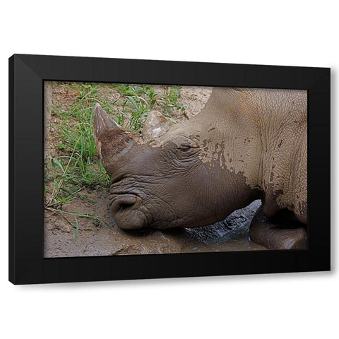 Rhino Black Modern Wood Framed Art Print by Galloimages Online
