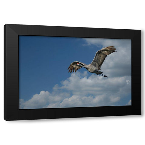 Sandhill Crane In Flight Black Modern Wood Framed Art Print by Galloimages Online