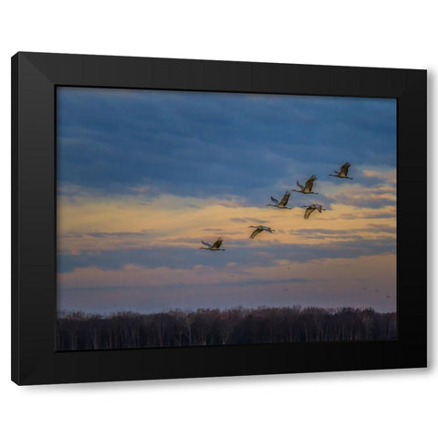 Sandhill Cranes At Sunrise Black Modern Wood Framed Art Print with Double Matting by Galloimages Online