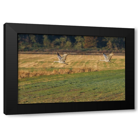 Sandhills Take Flight Black Modern Wood Framed Art Print with Double Matting by Galloimages Online