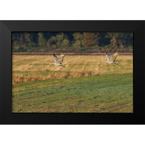 Sandhills Take Flight Black Modern Wood Framed Art Print by Galloimages Online