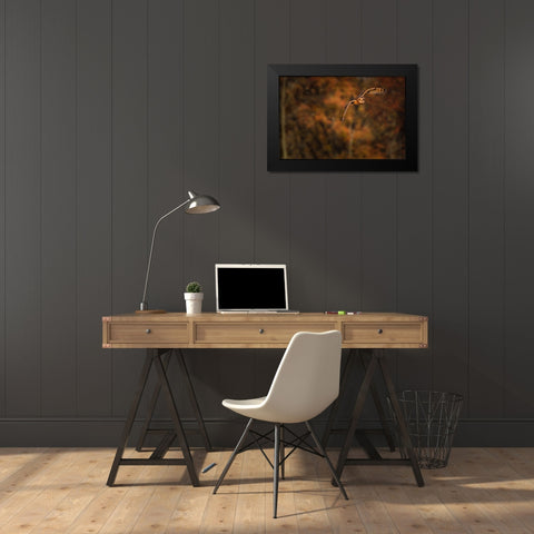 Short Eared Owl Black Modern Wood Framed Art Print by Galloimages Online