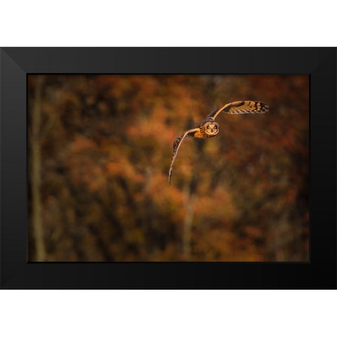 Short Eared Owl Black Modern Wood Framed Art Print by Galloimages Online