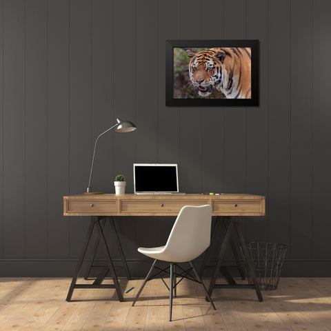 Tiger Black Modern Wood Framed Art Print by Galloimages Online